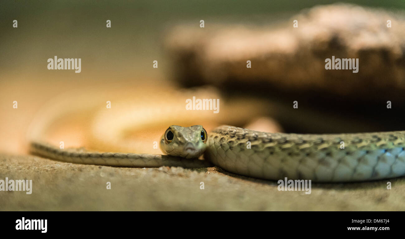 Namib Sand Snake (Psammophis namibensis), Living Desert Snake Park, Walvis Bay, Namibia Stock Photo