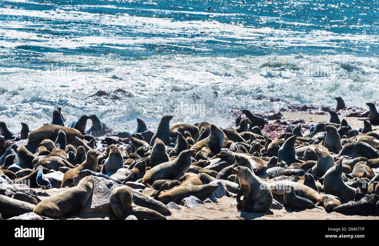 Colony of Brown Fur Seals or Cape Fur Seals (Arctocephalus pusillus), Dorob National Park, Cape Cross, Namibia Stock Photo
