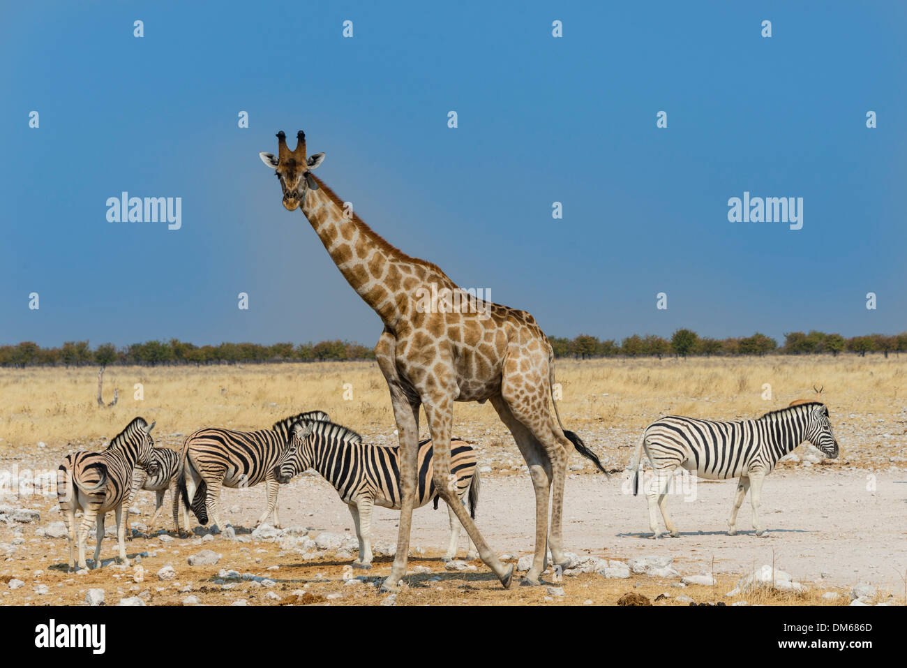 Giraffe (Giraffa camelopardalis) with Zebras, Etosha National Park, Namibia Stock Photo