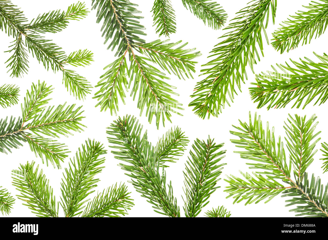 Green background with branches hi-res stock photography and images - Alamy