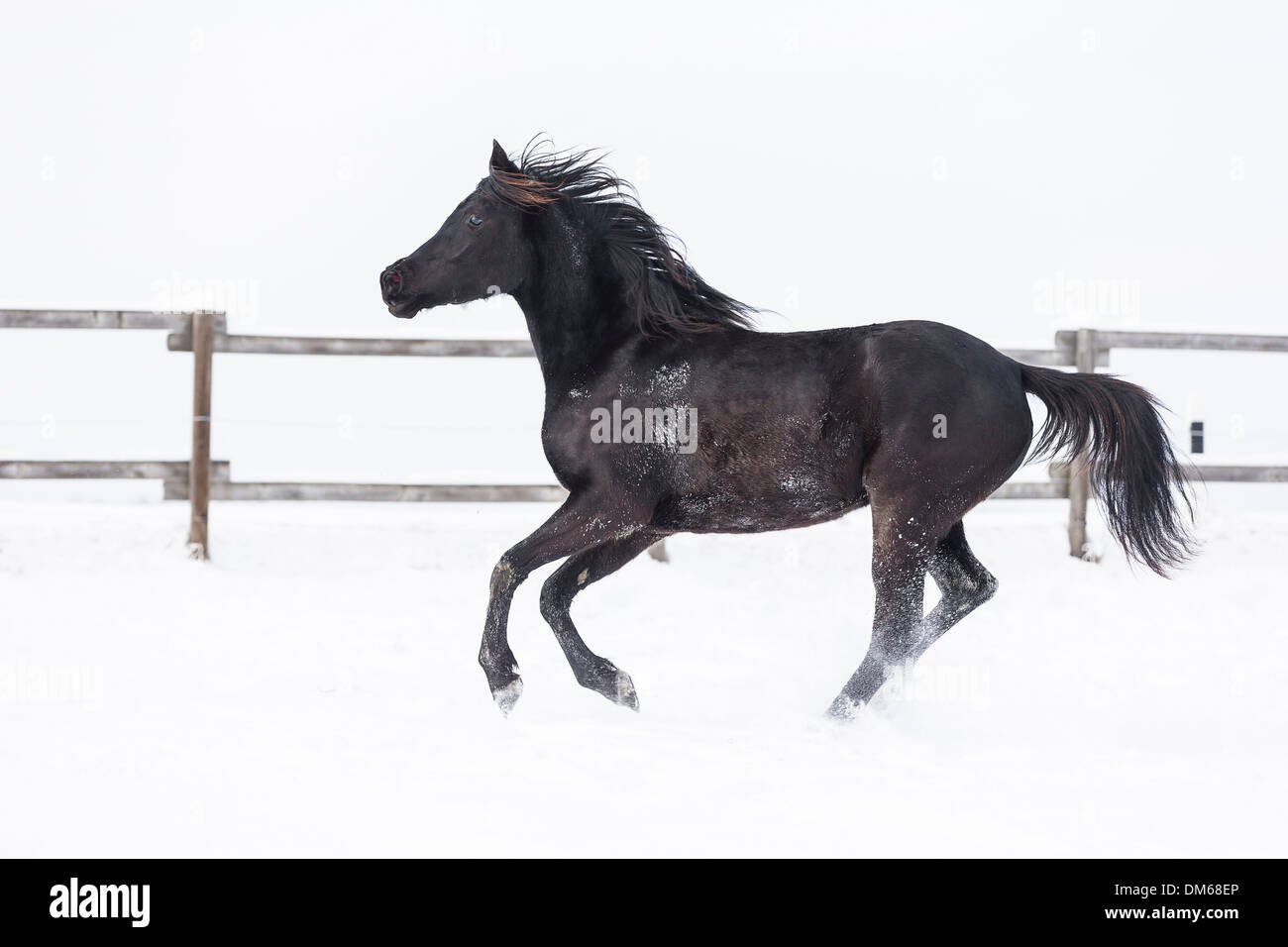 Arabian Horse Black mare galloping snowy pasture Stock Photo