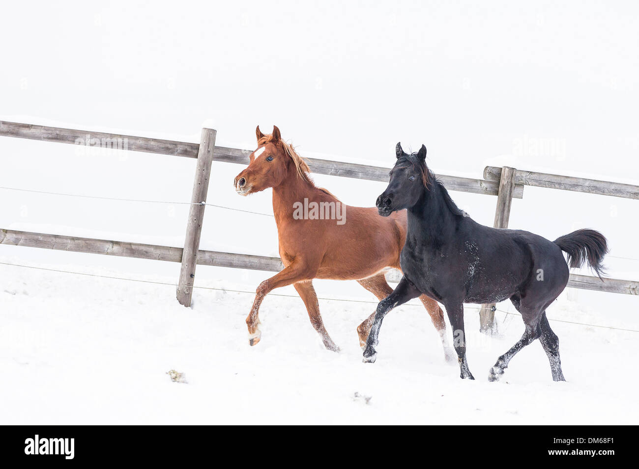 Arabian Horse Two young mares trotting snowy pasture Stock Photo