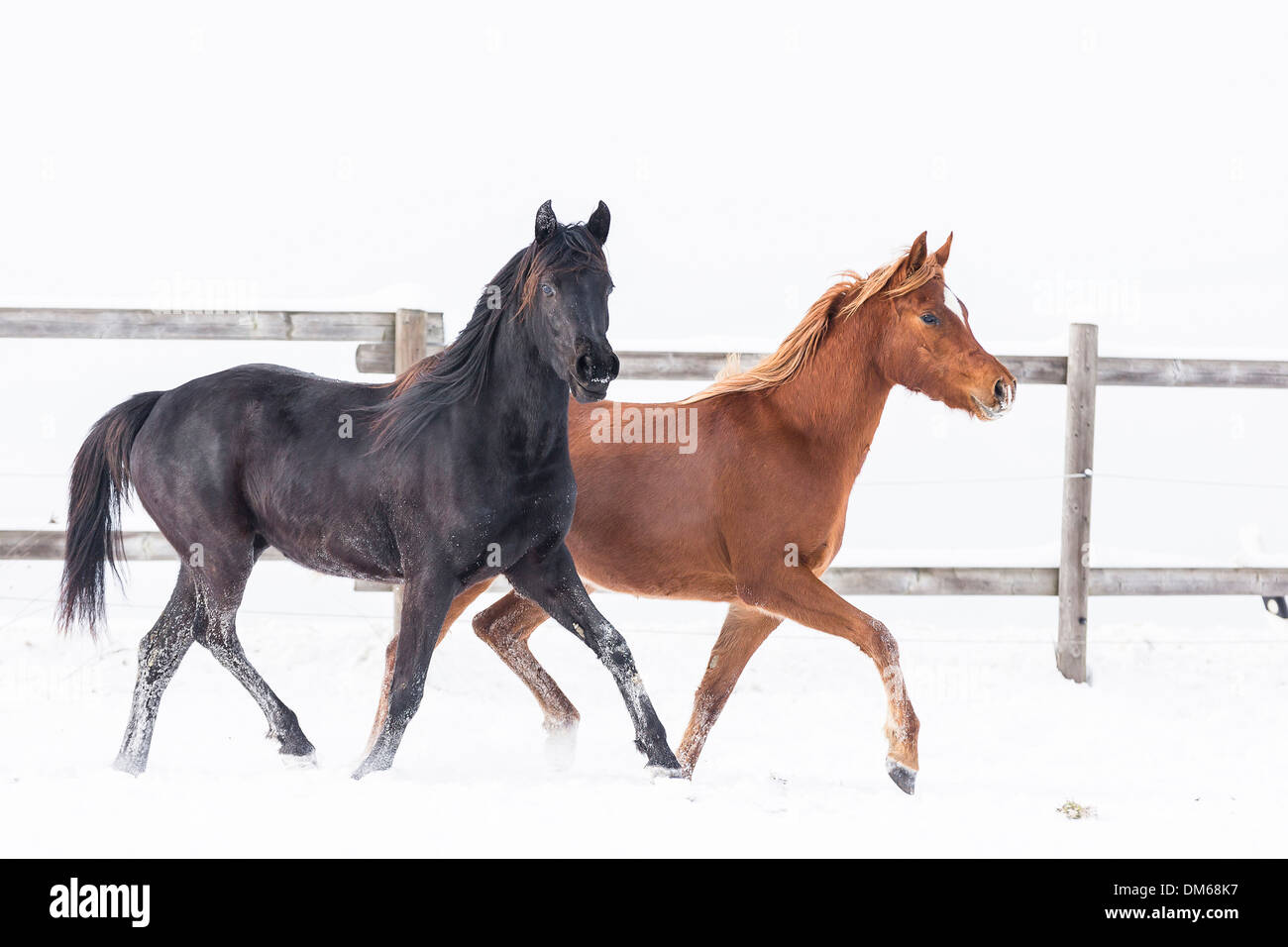 Arabian Horse Two young mares trotting snowy pasture Stock Photo