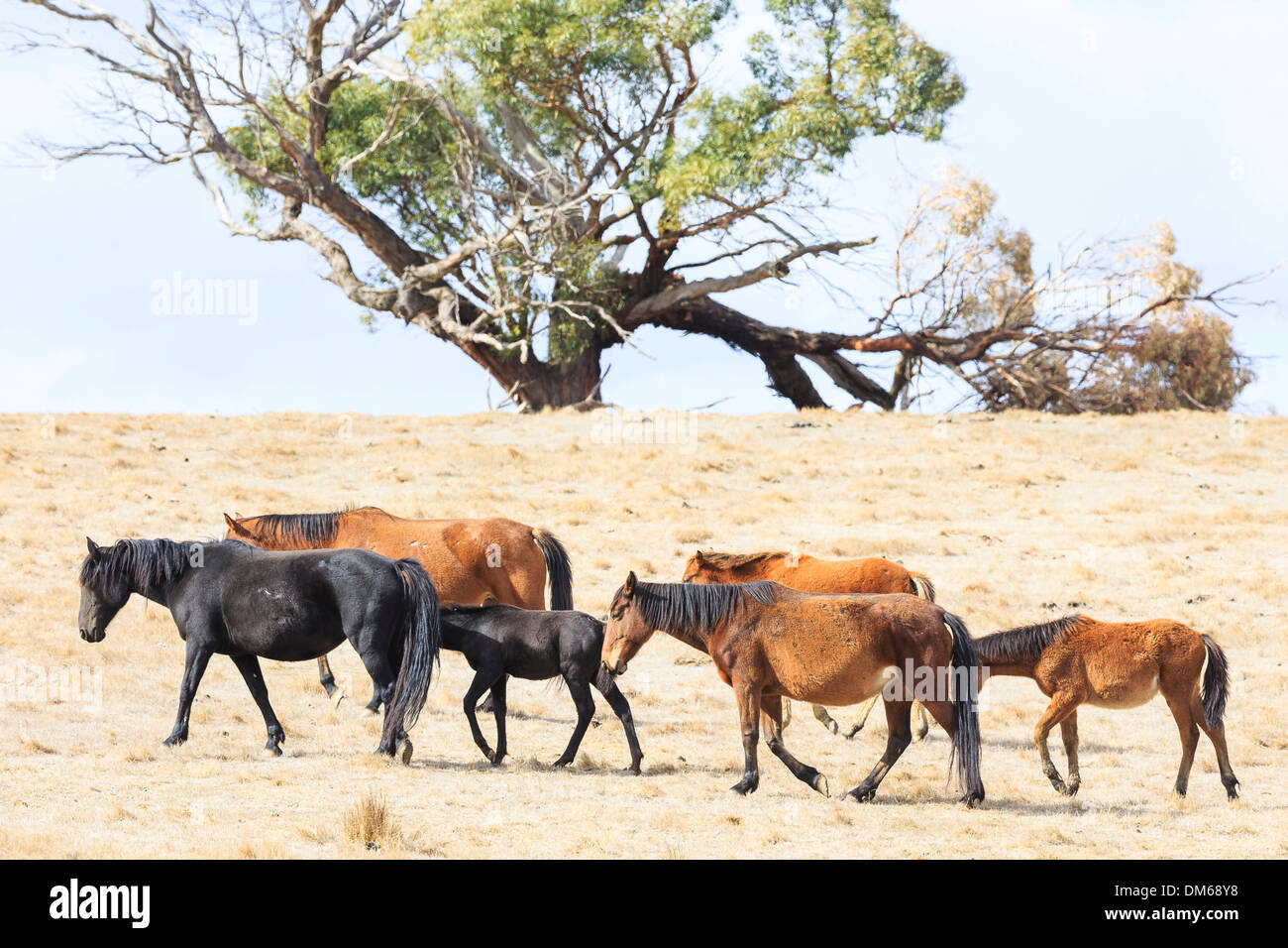 Brumby Herd wandering dry landscape Australia Stock Photo