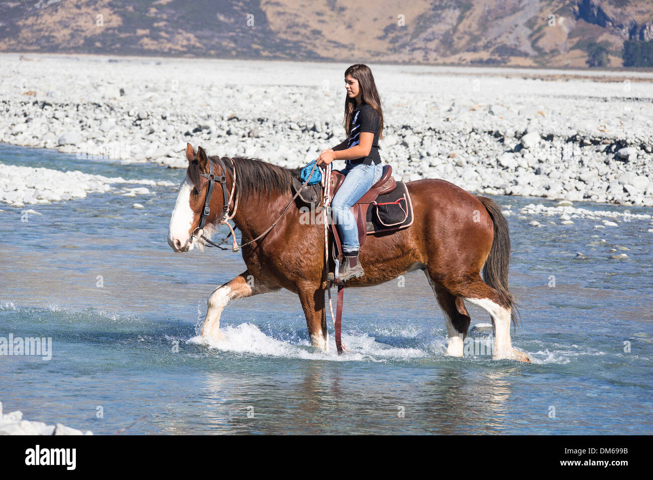 Clydesdale Horse. Rider on bay horse crossing a river. New Zealand
