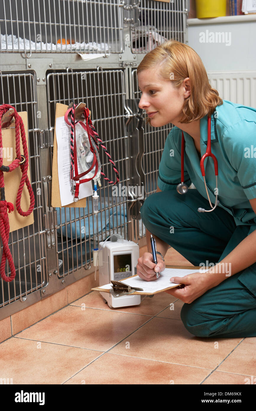 Veterinary Nurse Checking On Animals In Cages Stock Photo
