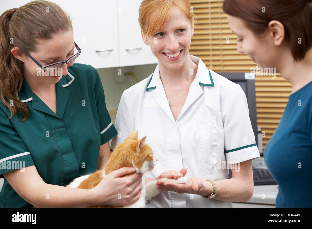 Female Vet Examining Cat In Surgery Stock Photo