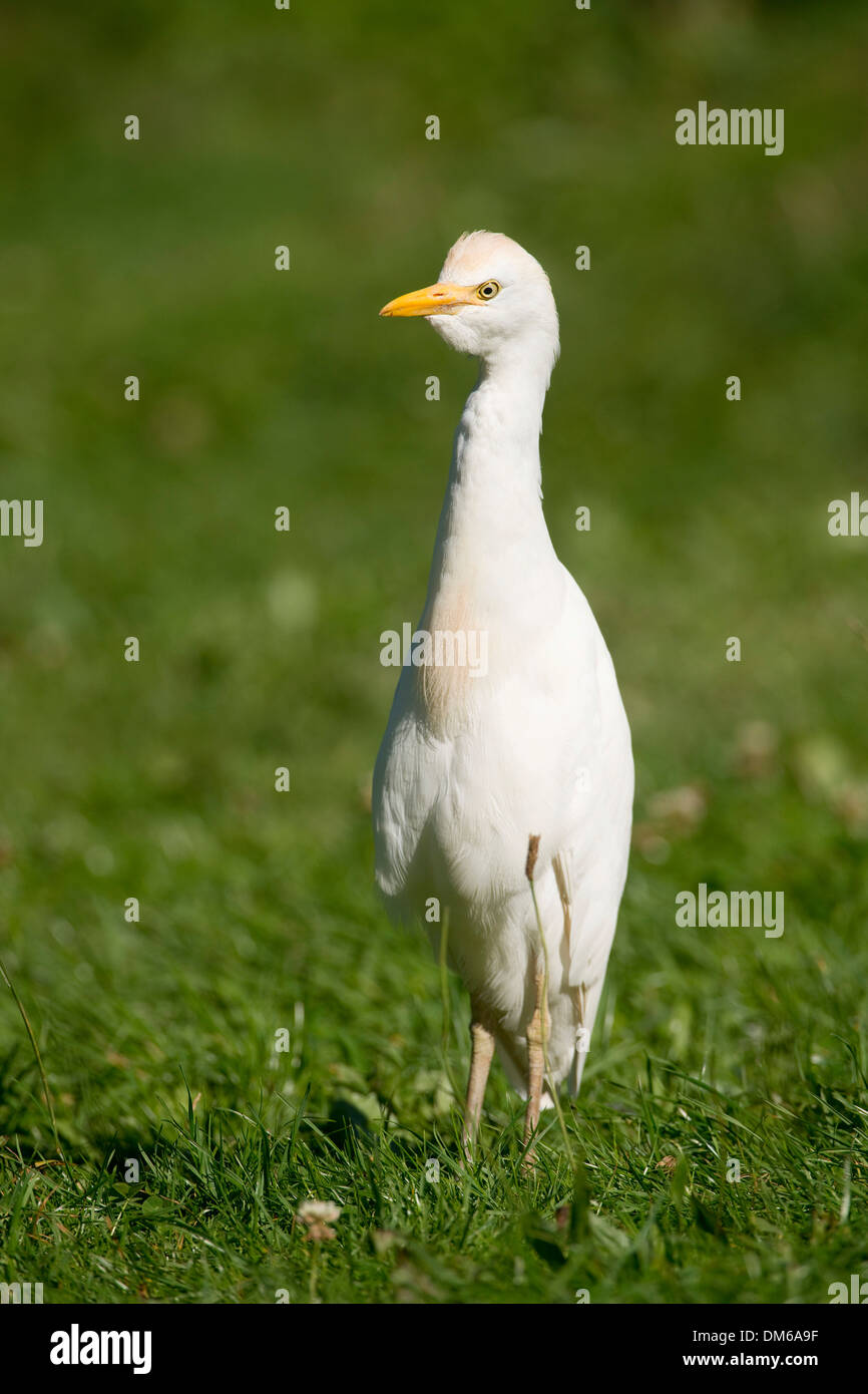 Cattle Egret (Bubulcus ibis) standing in a meadow, captive, native to North and South America, Mecklenburg-Vorpommern, Germany Stock Photo