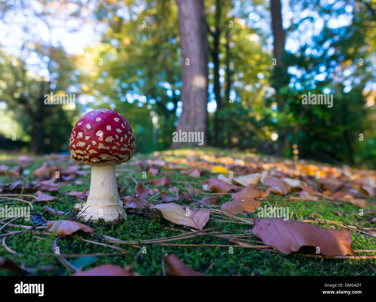 Amanita muscaria, Fly Agaric mushroom red and white fungi, toadstool in autumn setting, Stock Photo