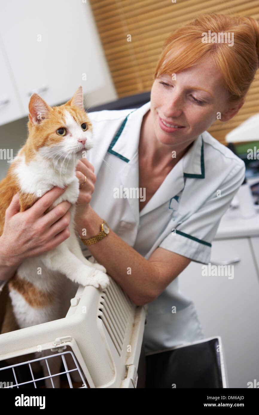 Vet Taking Cat Out Of Carrier For Examination Stock Photo