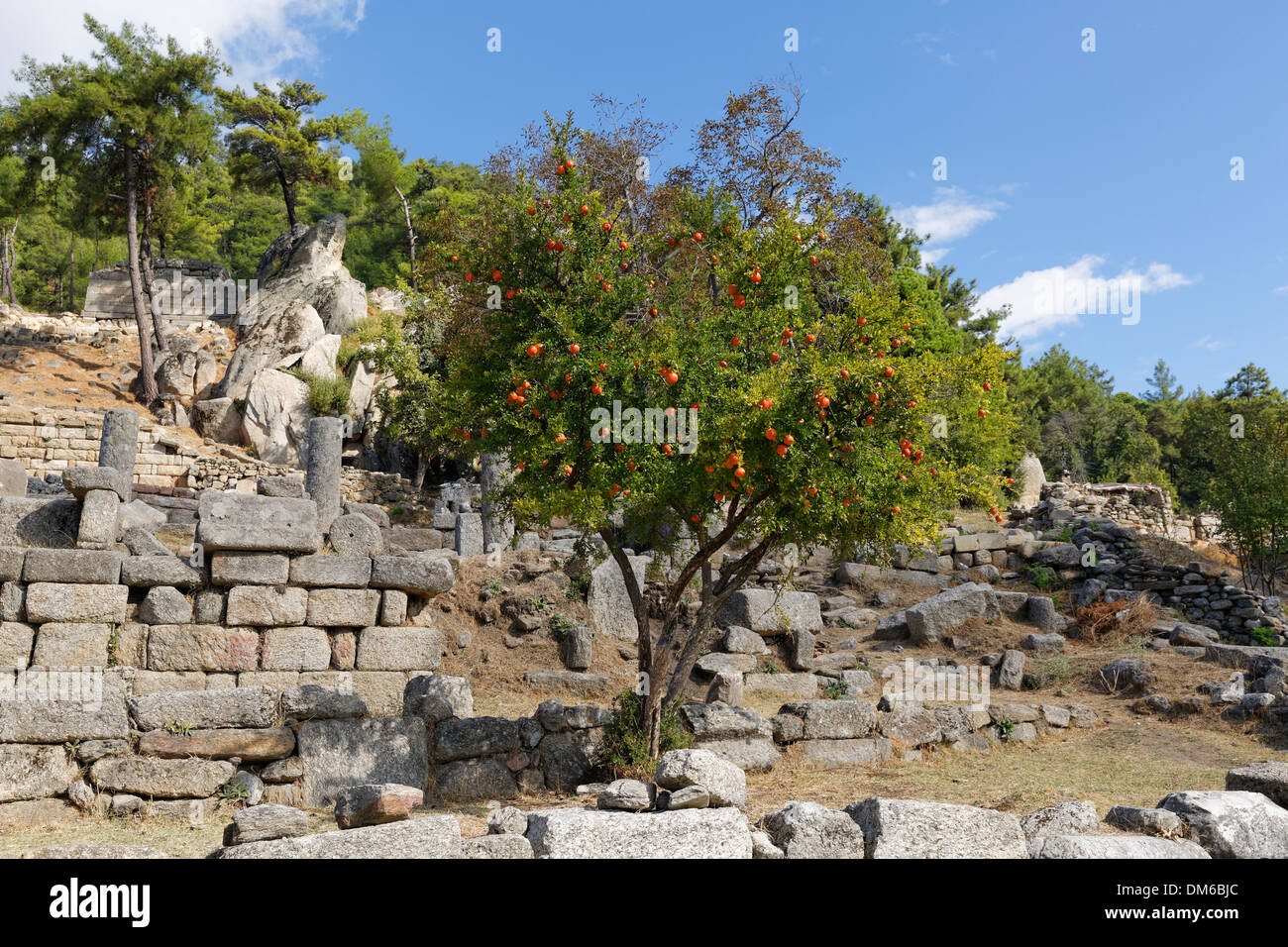 Pomegranate tree (Punica granatum), antique sanctuary of Labranda or Labraunda near Milas, Muğla Province, Caria, Aegean Stock Photo