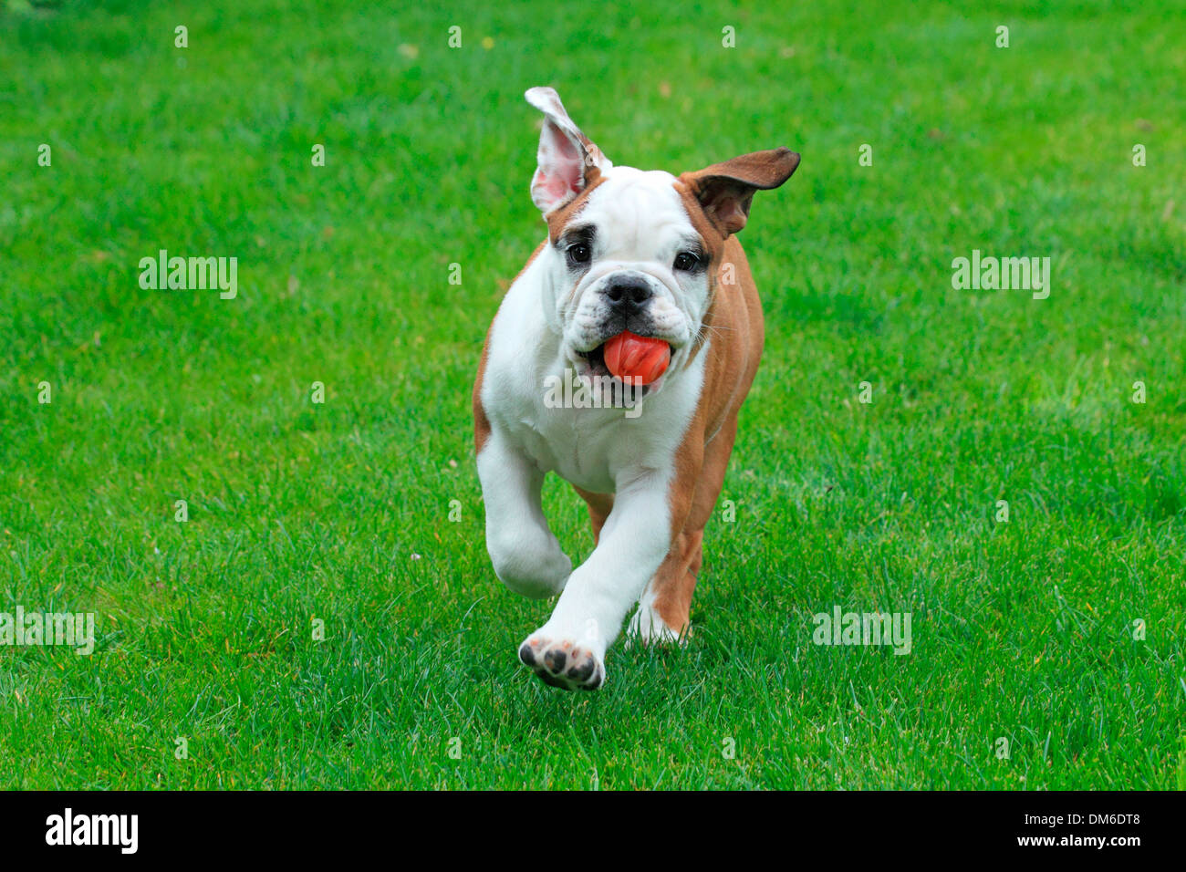 American bulldog puppy ball hi-res stock photography and images - Alamy