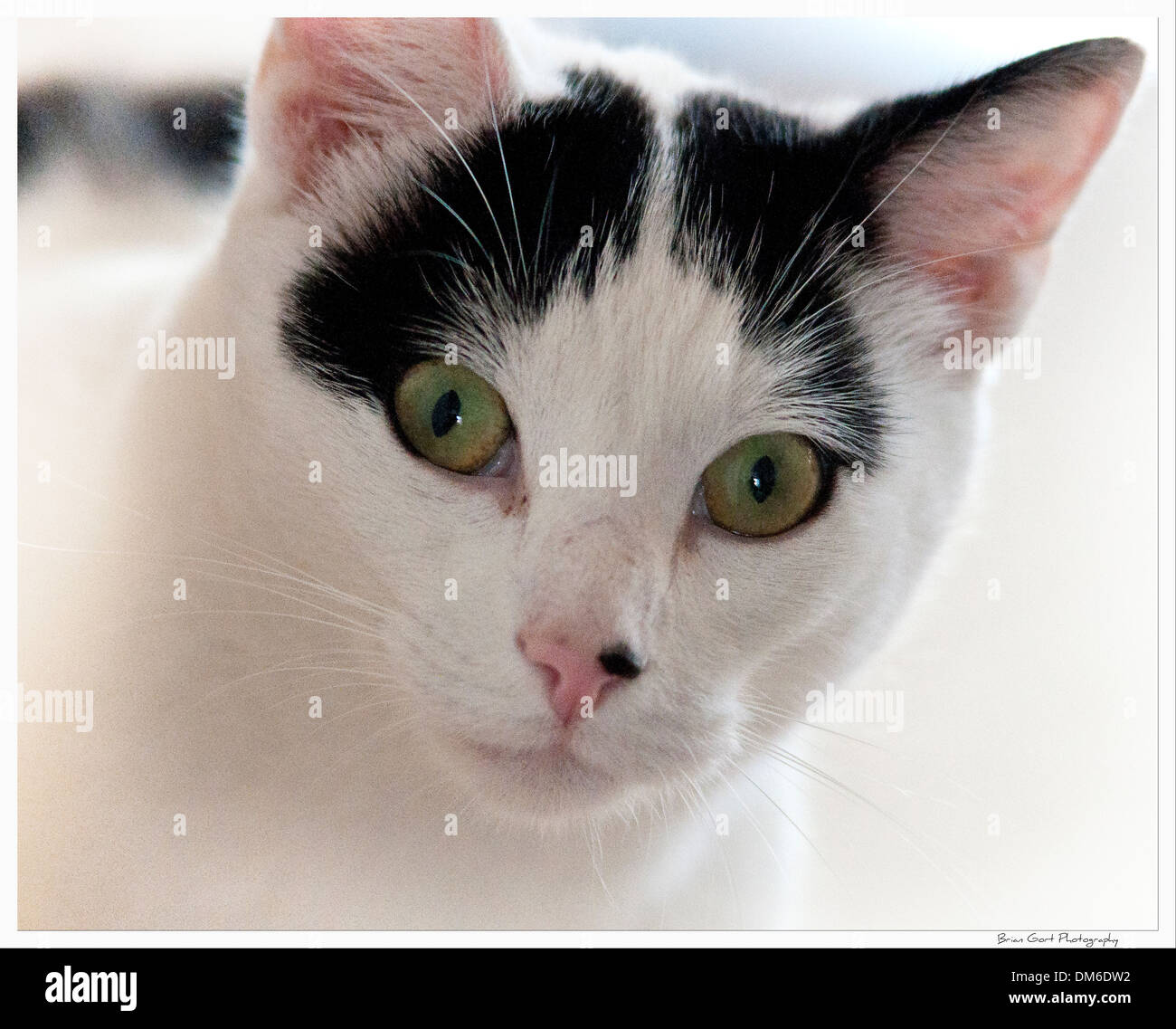 British shorthair hotsell black white