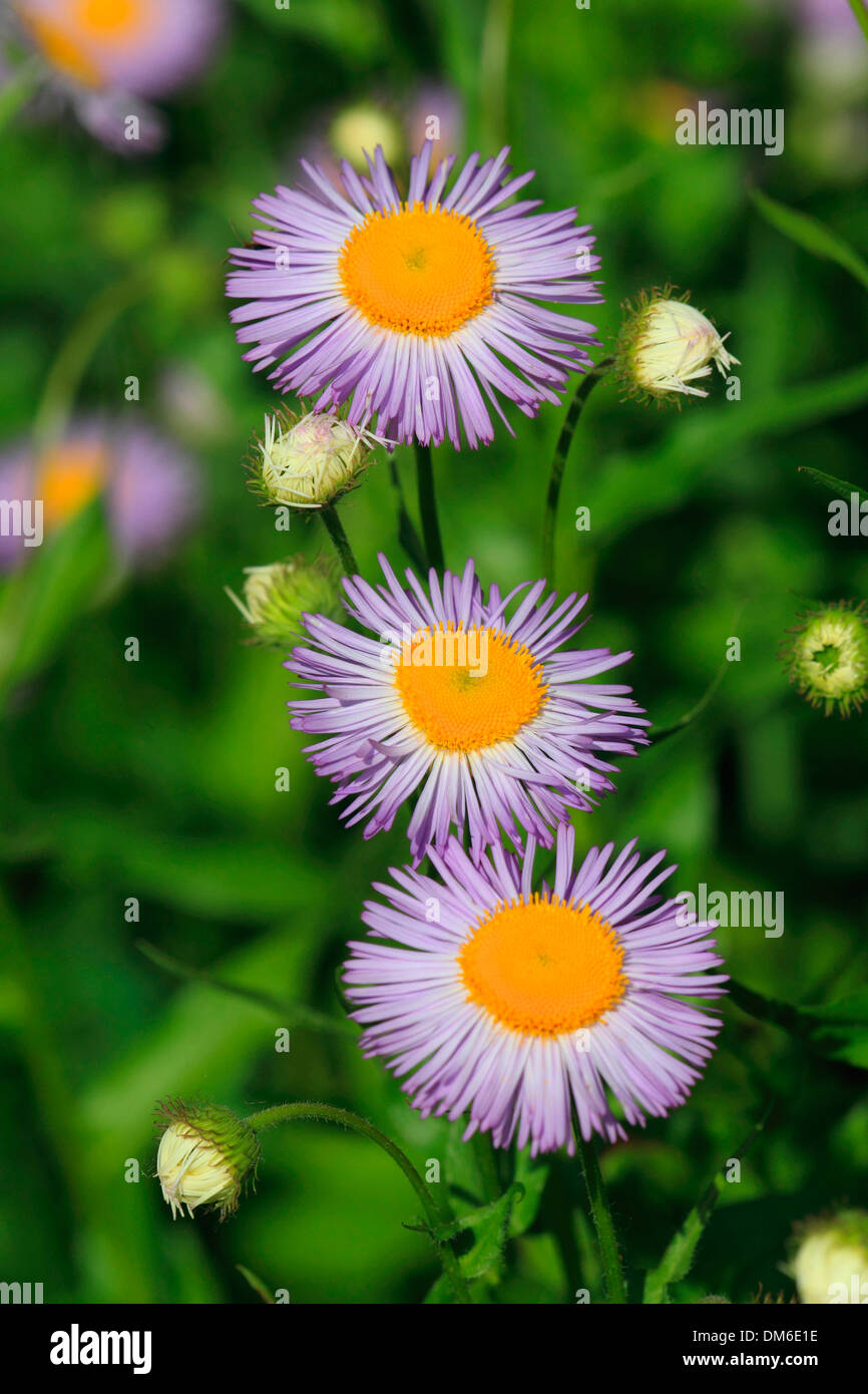 Smooth Aster (Symphyotrichum laeves), flowers Stock Photo