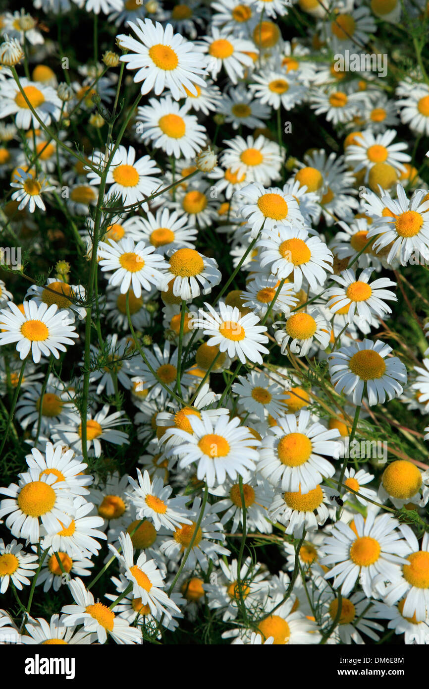 Ox-eye Daisy, Moon Daisy (Chrysanthemum leucanthemum, Leucanthemum vulgare), flowers Stock Photo