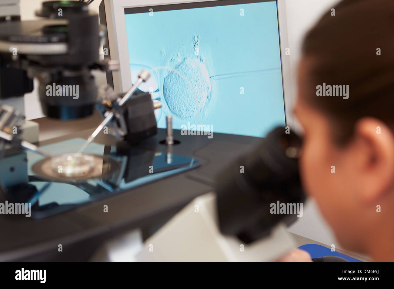 Laboratory Fertilization Of Eggs In IVF Treatment Stock Photo Alamy