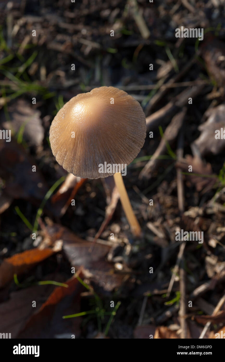 Mud mushroom hi-res stock photography and images - Alamy