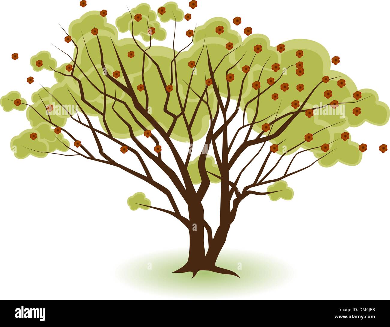 Two trees growing together hires stock photography and images Alamy
