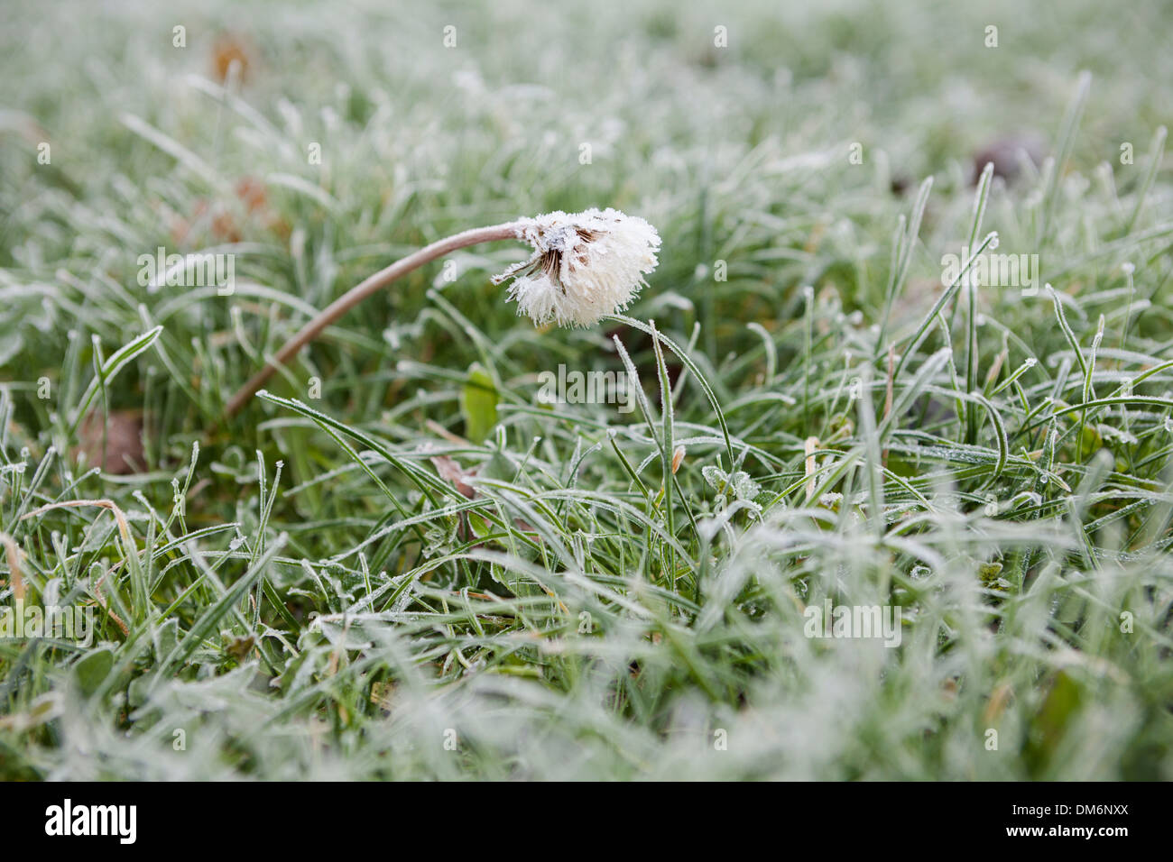 A frosty dandelion in the lawn, on a freezing day in Essex. Stock Photo