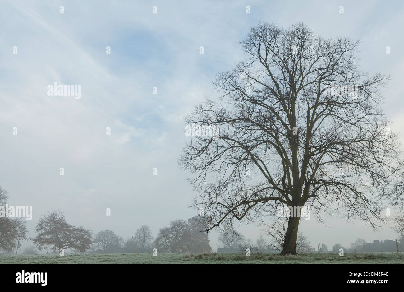 Trees surrounded by freezing Fog in Admirals Park, Chelmsford, Essex, on a December morning. Stock Photo