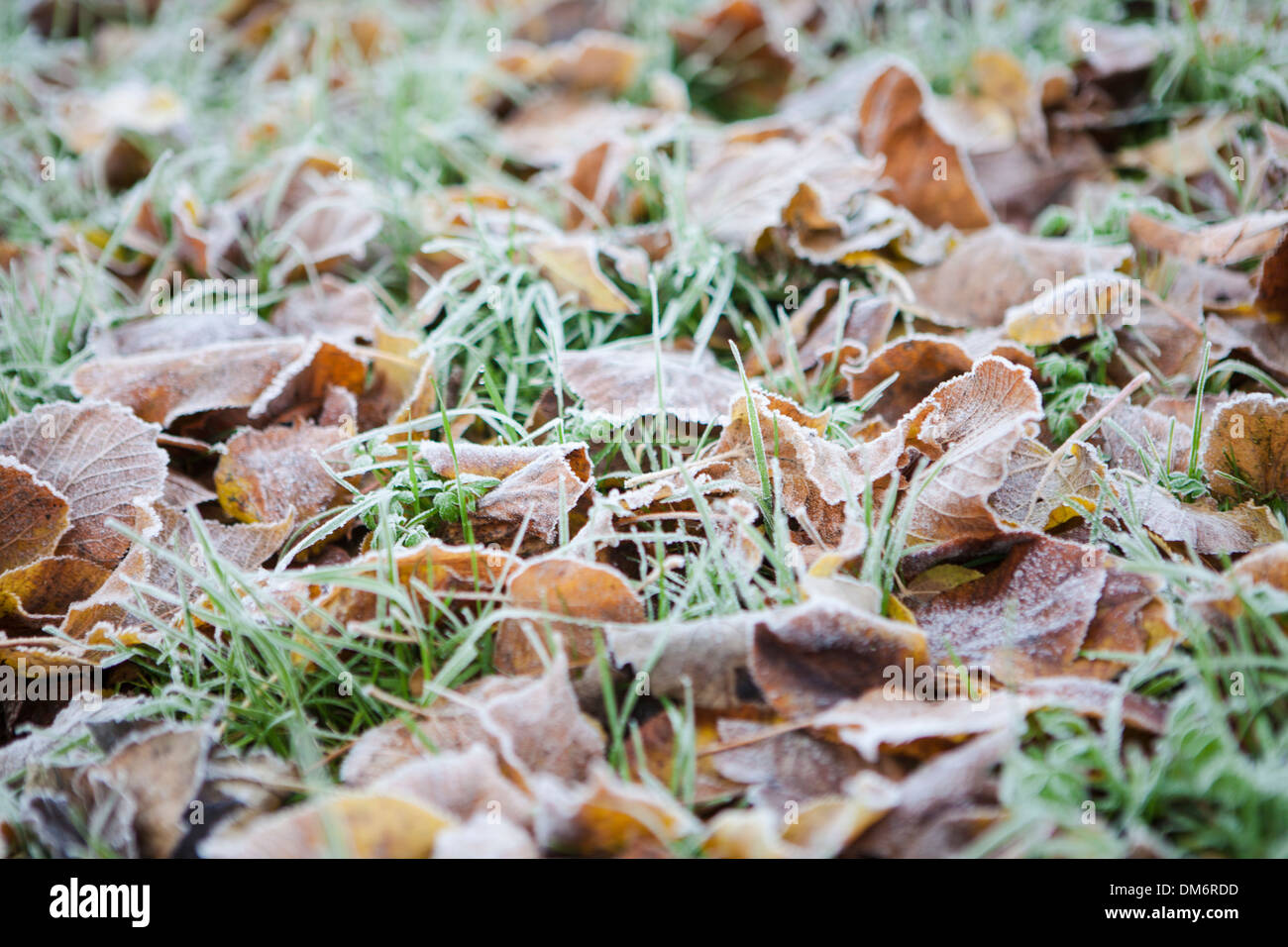 Grass covered in dead leaves hi-res stock photography and images - Alamy