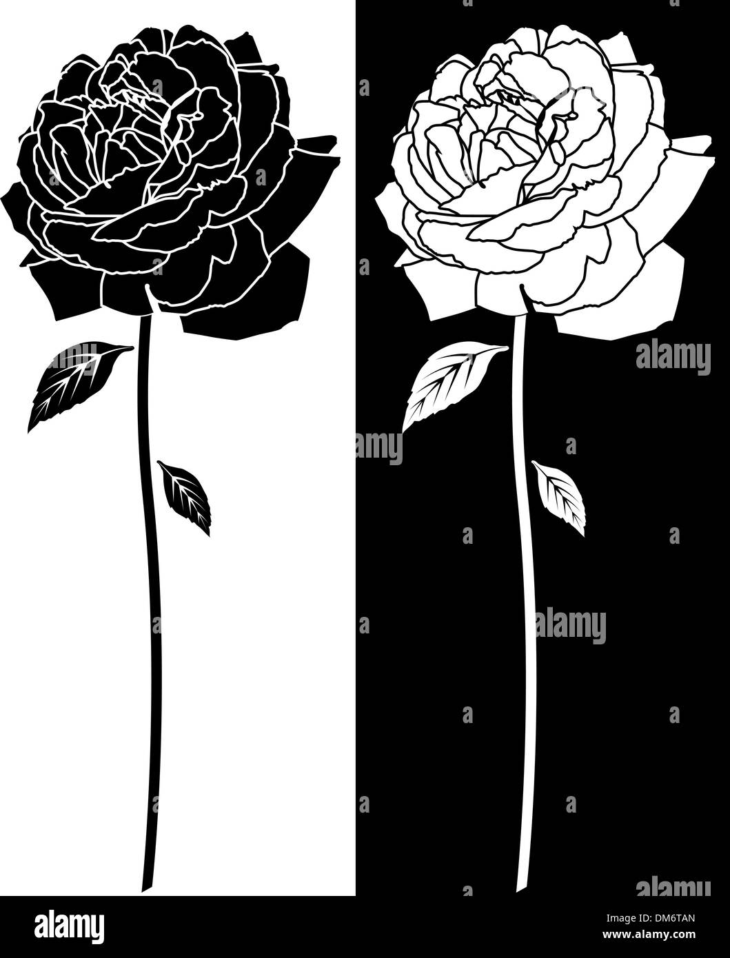 Ink drawing single rose Black and White Stock Photos & Images - Alamy