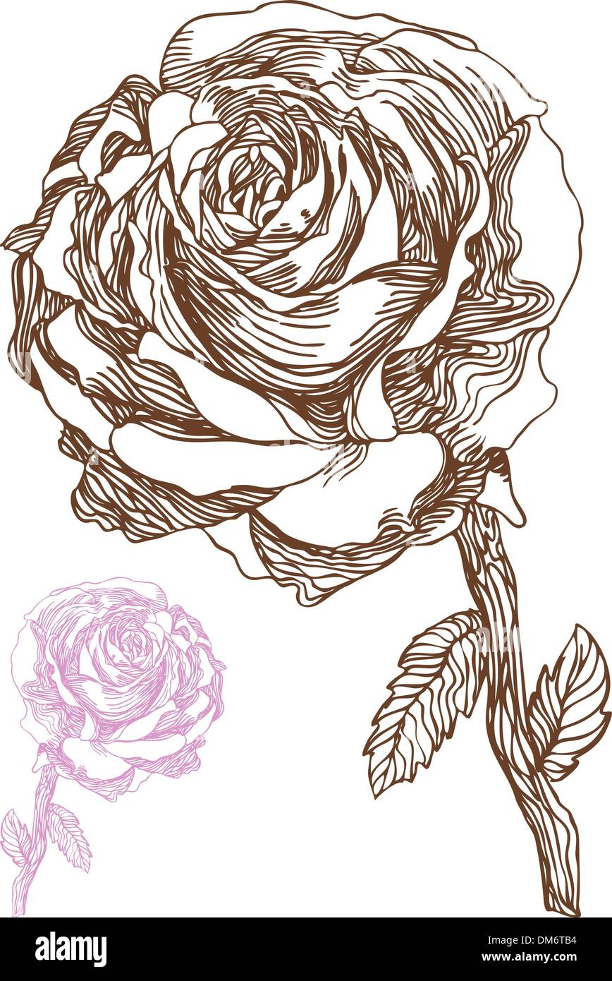 Hand Drawn Rose Stock Vector Image & Art - Alamy
