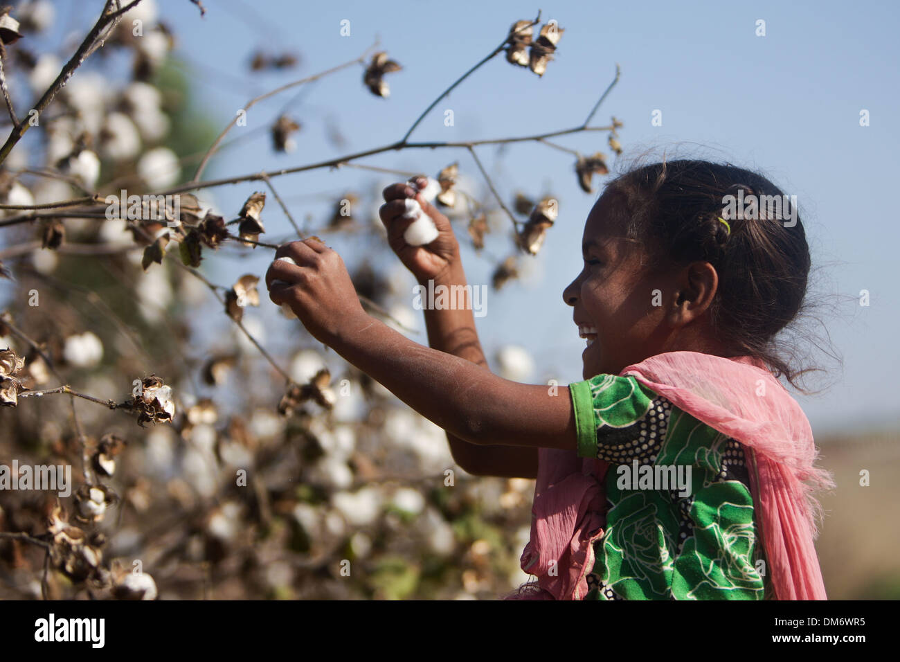 Punjab, Punjab of India. 12th Dec, 2013. A girl picks cotton in a field in a village near Bathinda, Punjab of India, Dec. 12, 2013. India's Punjab produces nearly 70% of the best quality cotton in India, which is 2% of the world's cotton production. © Zheng Huansong/Xinhua/Alamy Live News Stock Photo