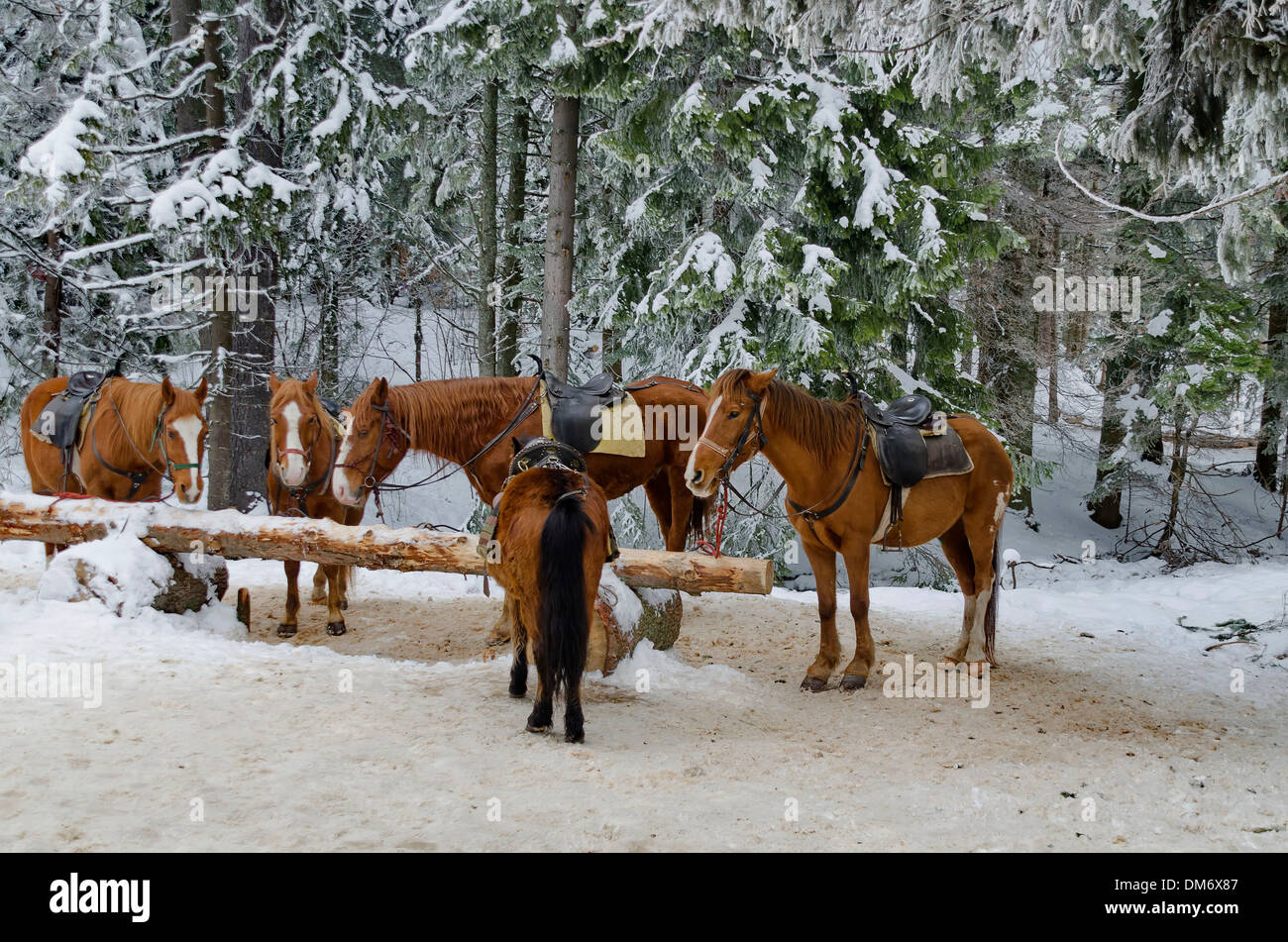 Horse riding club in Borovetz resort. Rila mountain, Bulgaria. Several horses. Stock Photo