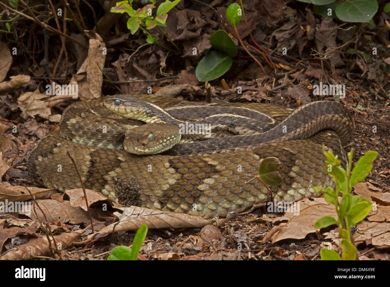 Common Timber Rattlesnake High Resolution Stock Photography and Images ...