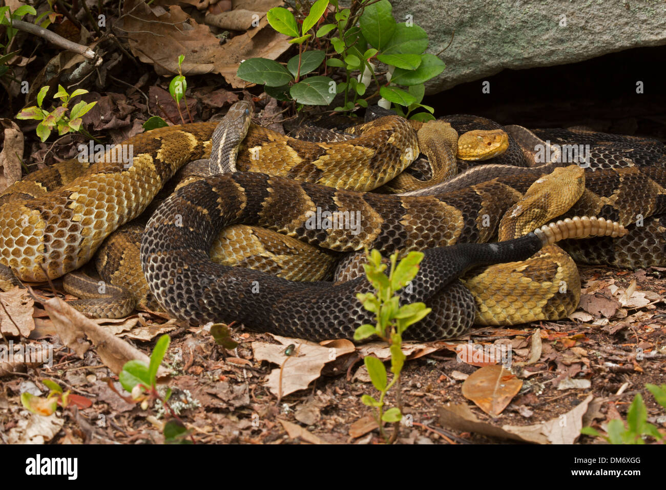 Timber rattlesnakes, Crotalus horridus, gravid females basking to bring ...