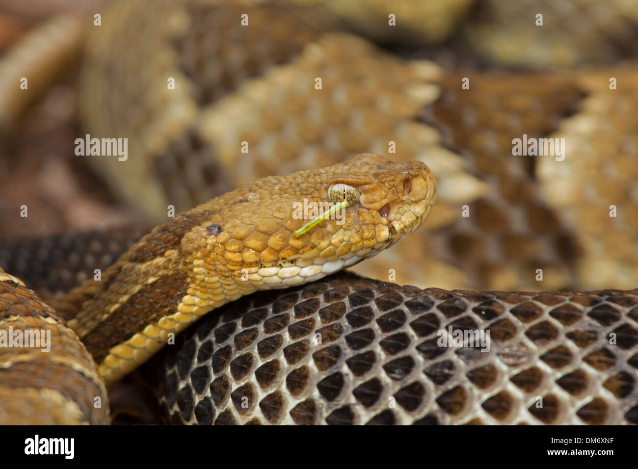 Timber Rattlesnake Crotalus horridus,  Pennsylvania, Gravid females basking, with inchworm caterpillar on face Stock Photo