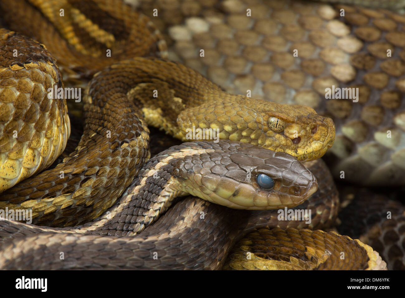 Timber rattlesnakes, Crotalus horridus, and common garter snake, Thamnophis sirtalis, gravid females gathered at rookery site Stock Photo