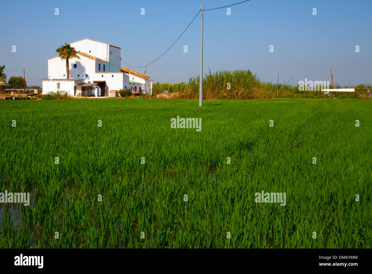 Rice fields, Albufera, Valencia, Spain. Stock Photo