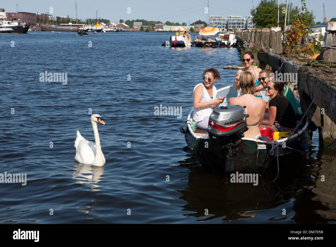 White swan in Dutch canal Stock Photo