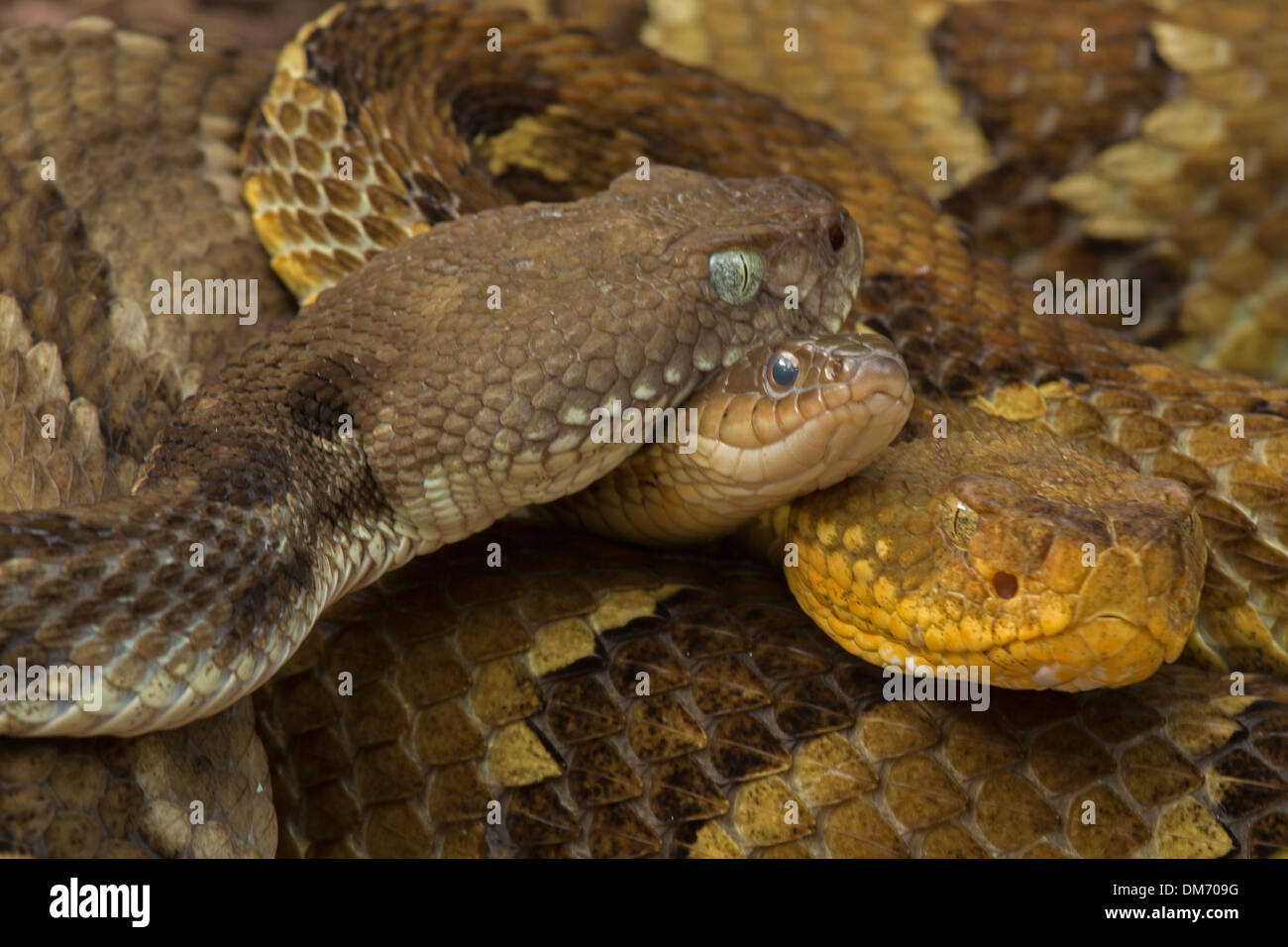 Timber rattlesnakes, Crotalus horridus, and common garter snake, Thamnophis sirtalis, gravid females gathered at rookery site Stock Photo
