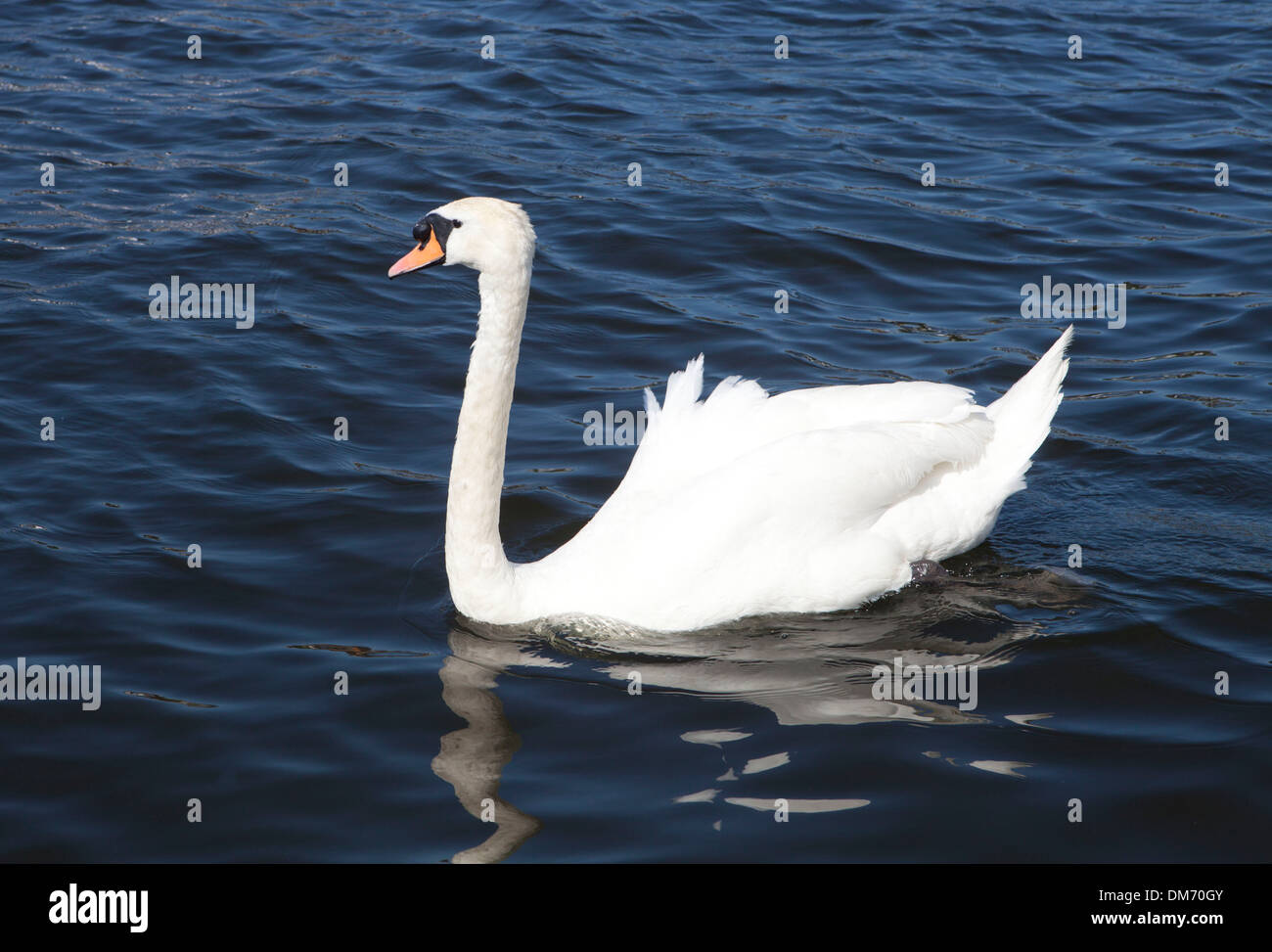 White swan in Dutch canal Stock Photo