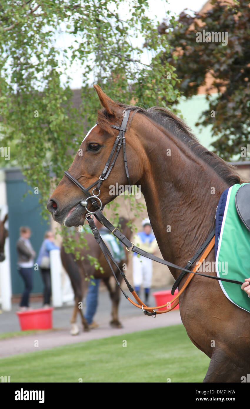 Racehorse in paddock hires stock photography and images Alamy