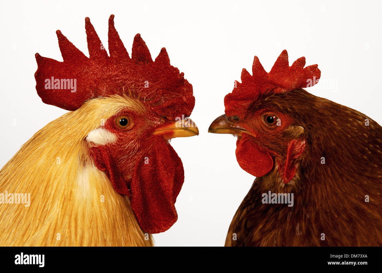 Hen & Cockerel Stock Photo