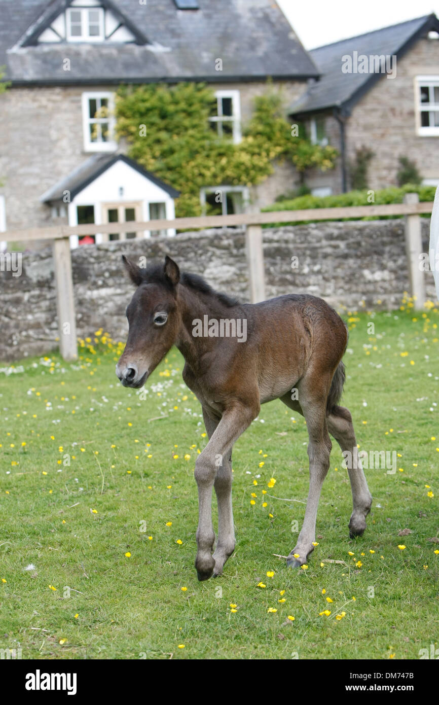 Eriskay Pony Foal in the field Stock Photo