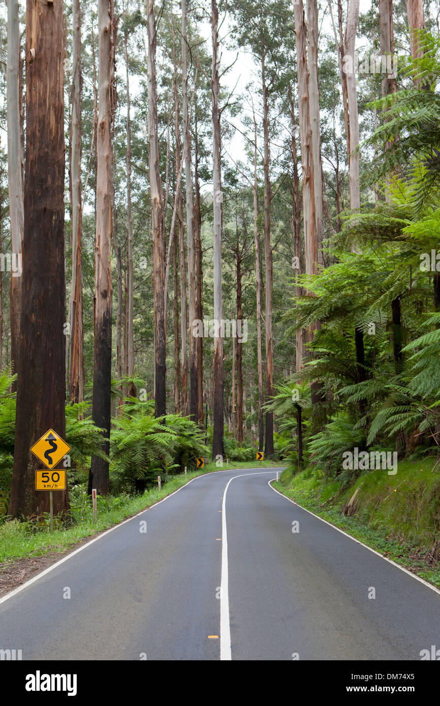 The Black Spur after Black Saturday bushfires near Healesville, Victoria, Australia Stock Photo