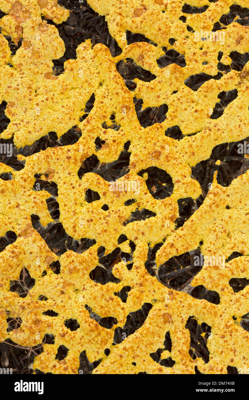 slime mold, New York,  myxogastria, on mulch in urban setting, possibly  (Physarum polycephalum) Stock Photo