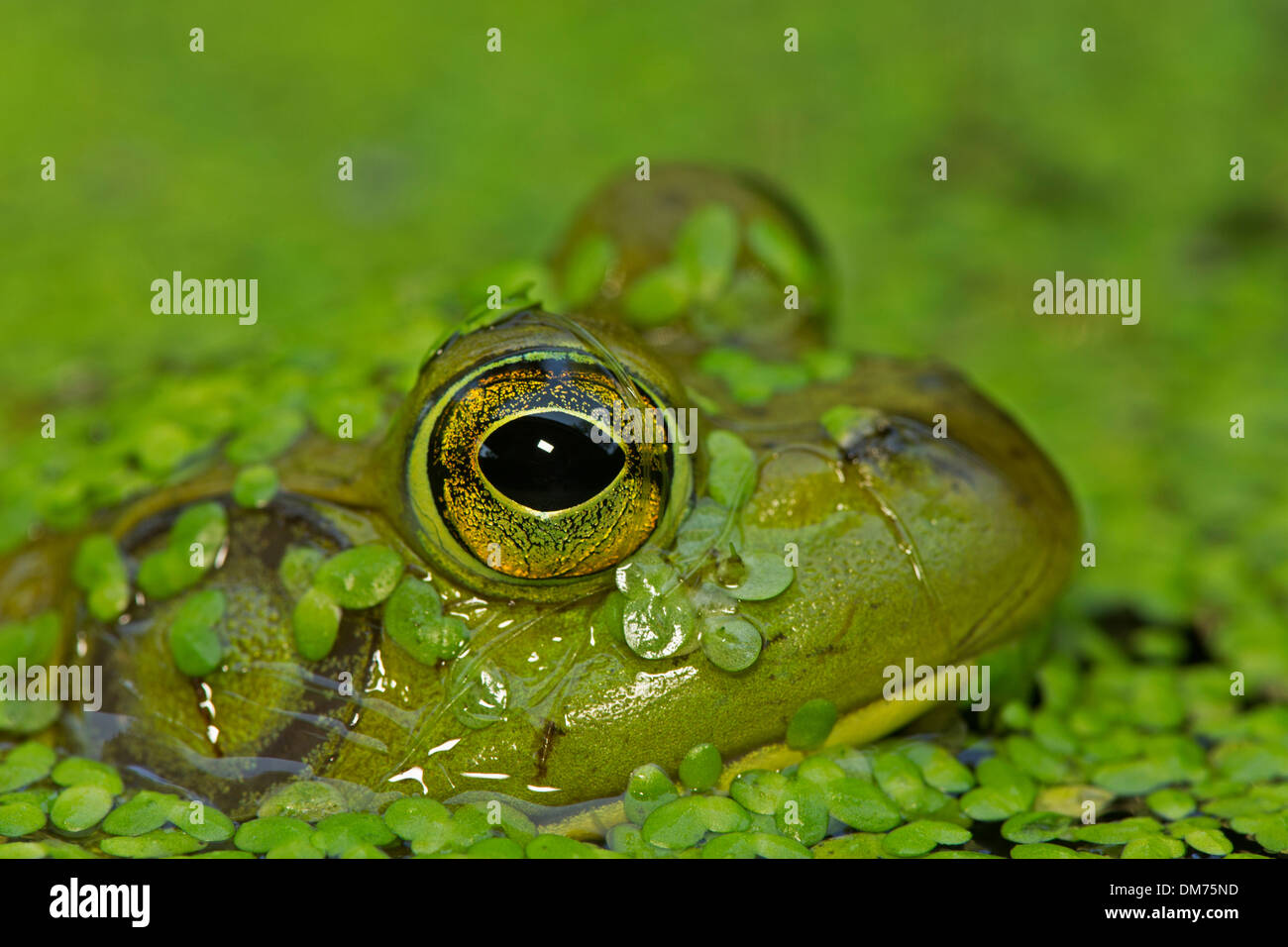 Bullfrog, (Lithobastes castesbeianus), Rana catesbeiana, New york Stock