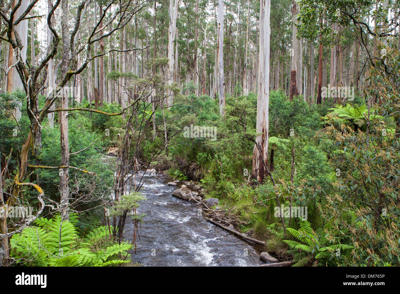 Healesville australia