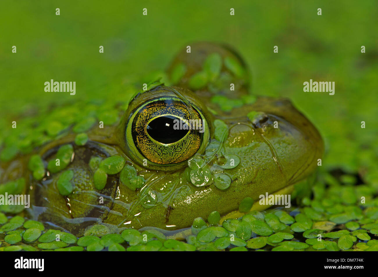 Bullfrog webbed feet hi-res stock photography and images - Alamy