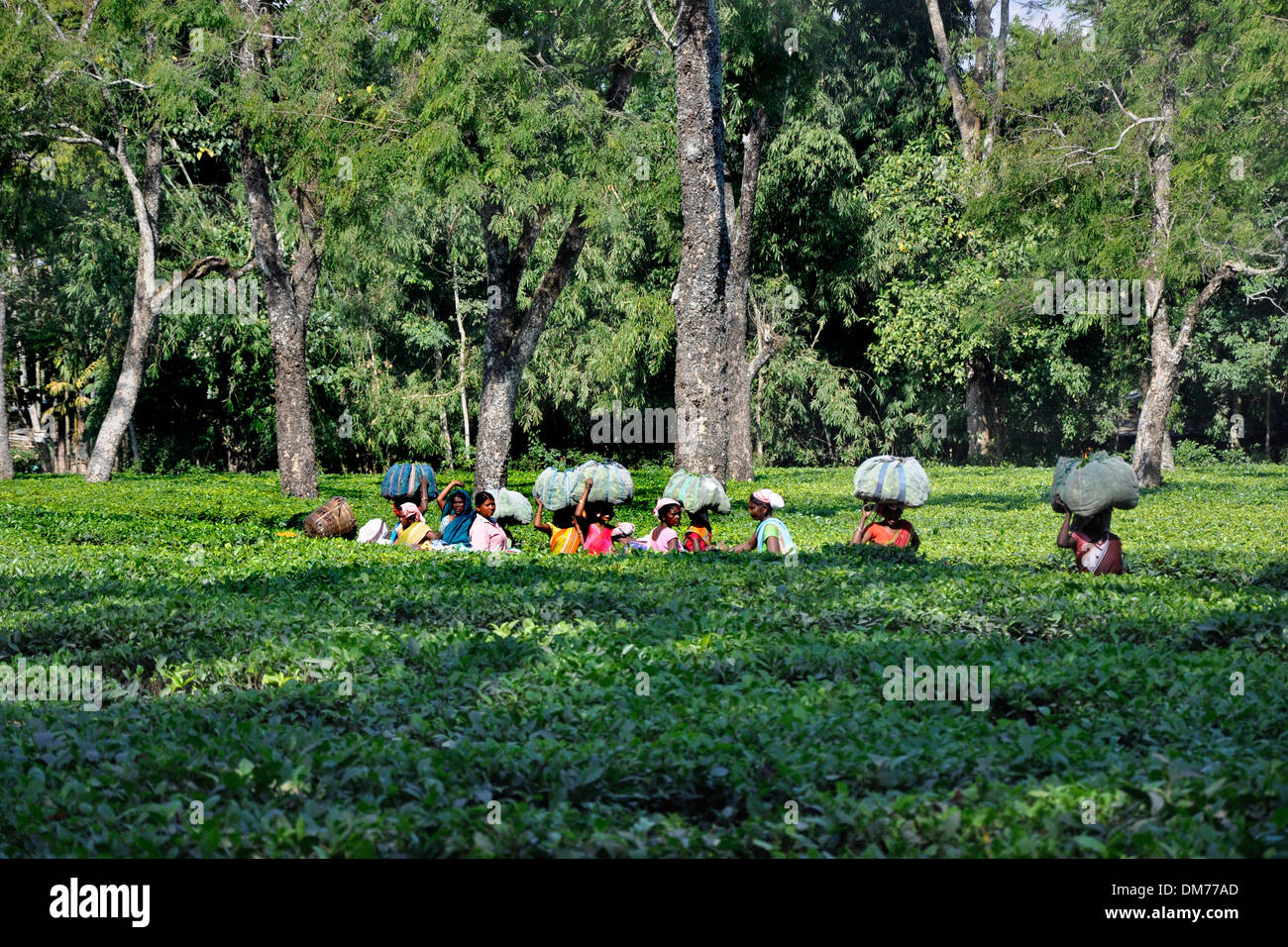 India, Assam, tea fields Stock Photo - Alamy