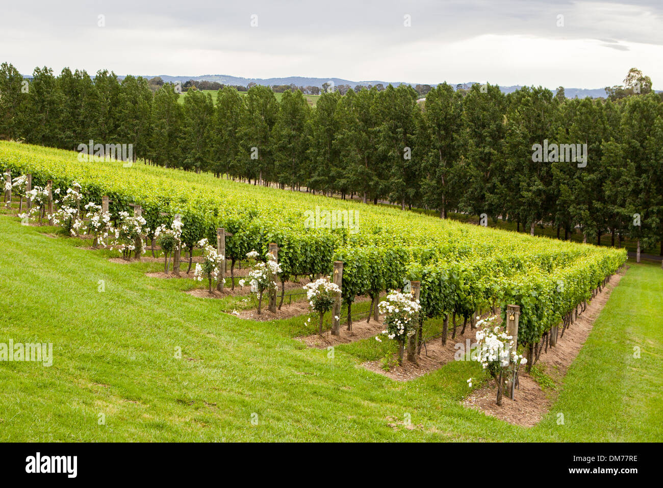 Tarrawarra vines in the Yarra Valley, Victoria, Australia Stock Photo
