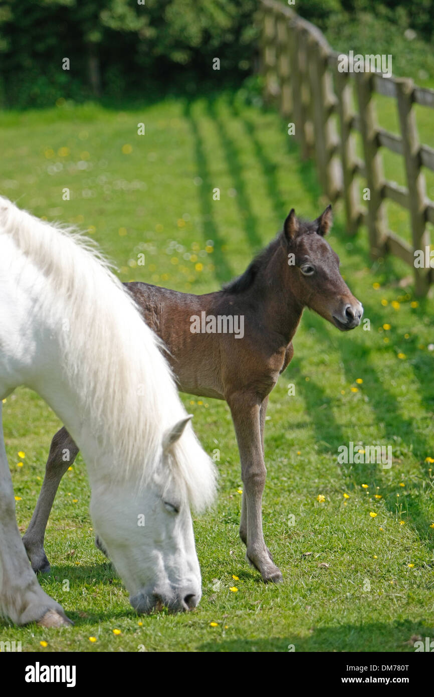 Eriskay Pony Mare and Foal Stock Photo