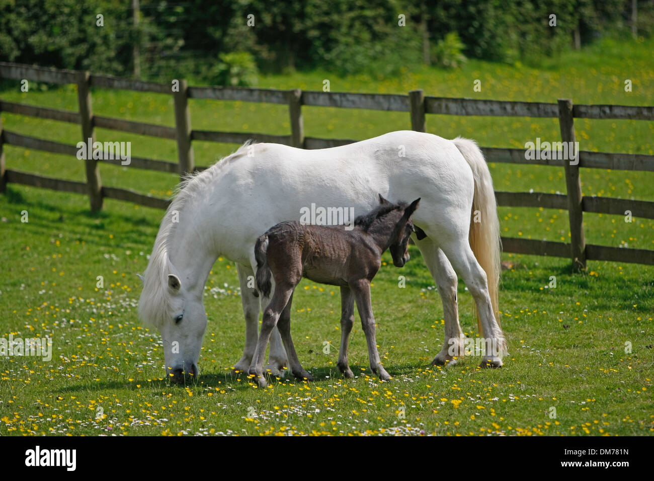 Eriskay Pony Mare and Foal Stock Photo