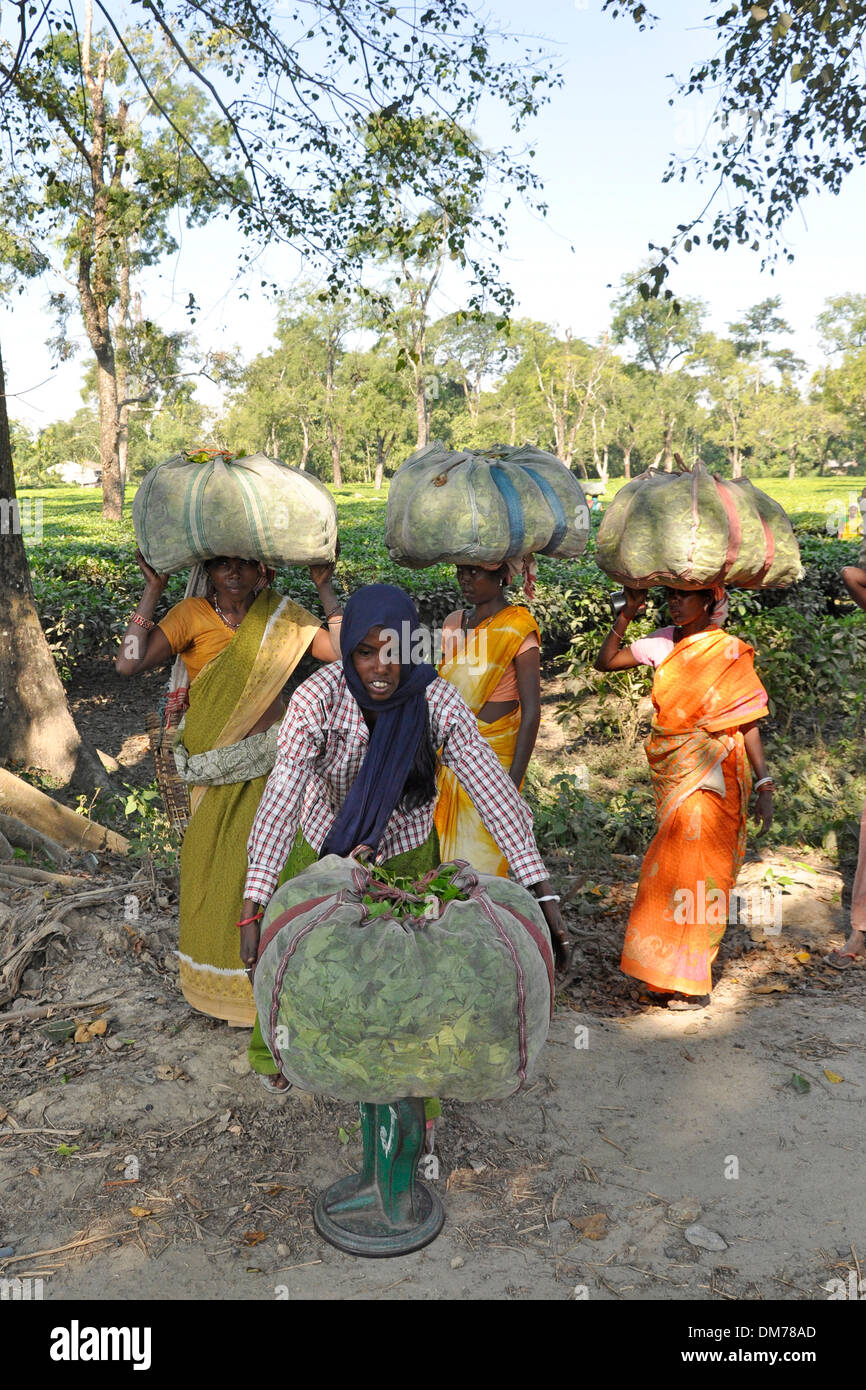 India, Assam, tea fields Stock Photo - Alamy